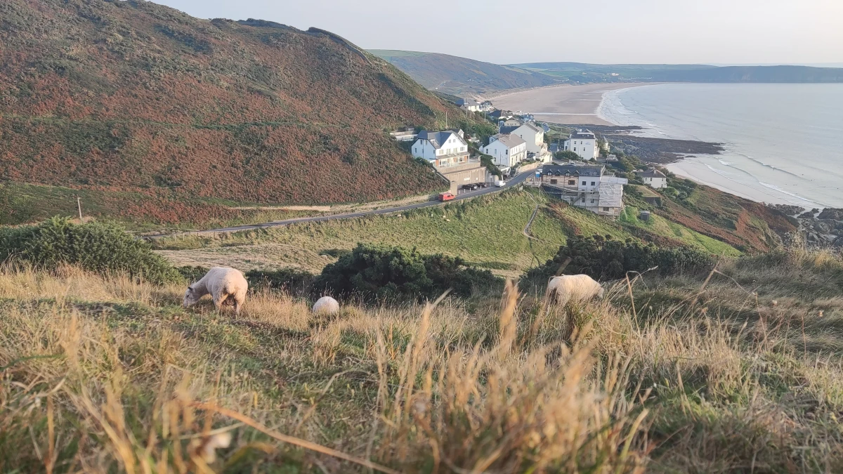 Sheep grazing on the cliff path above Woolacombe, with views down over the village and beach from Mortehoe