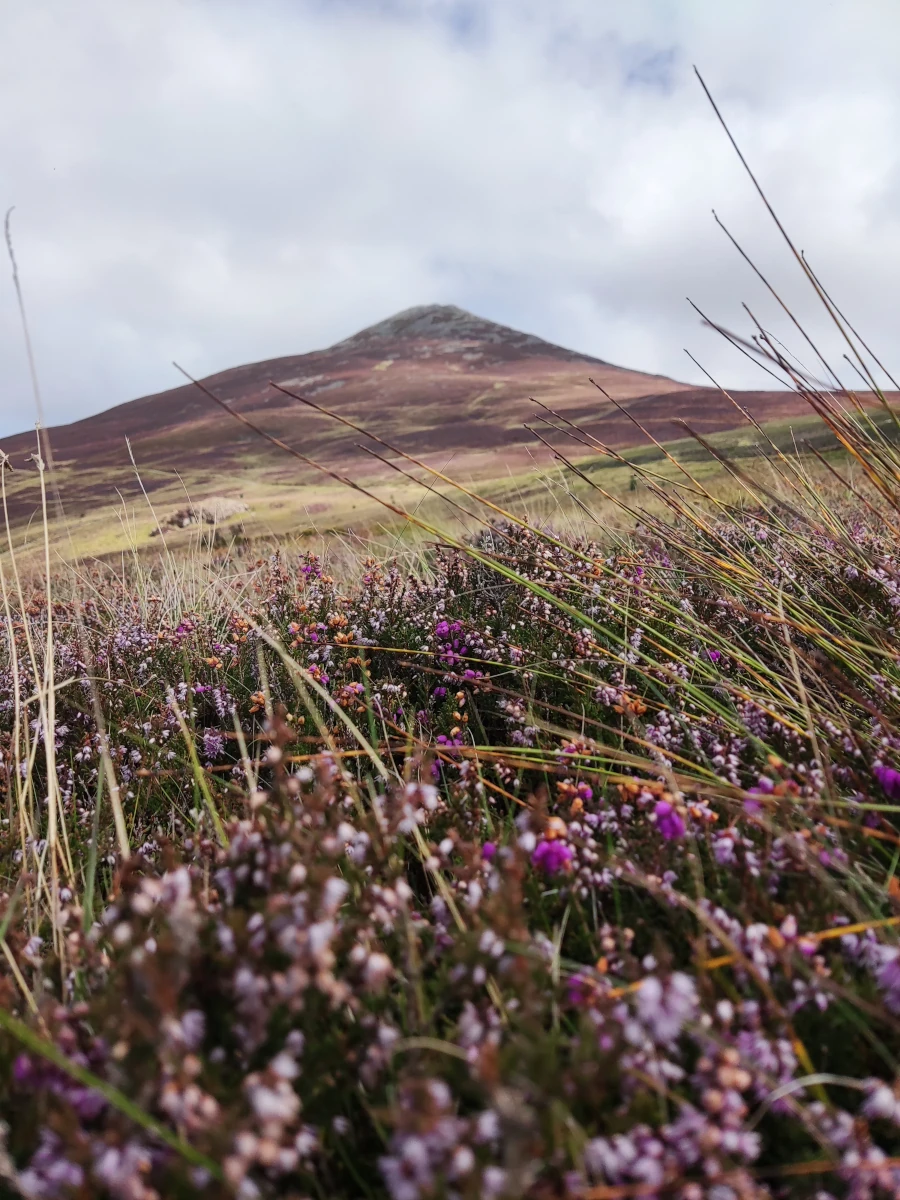 Wild heather in bloom with the peak of Yr Eifl in the background on the Llŷn Peninsula