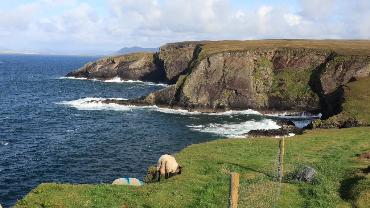 Erris Head sea cliffs in County Mayo with waves breaking on the rocks and two sheep grazing on the grass above the Atlantic.