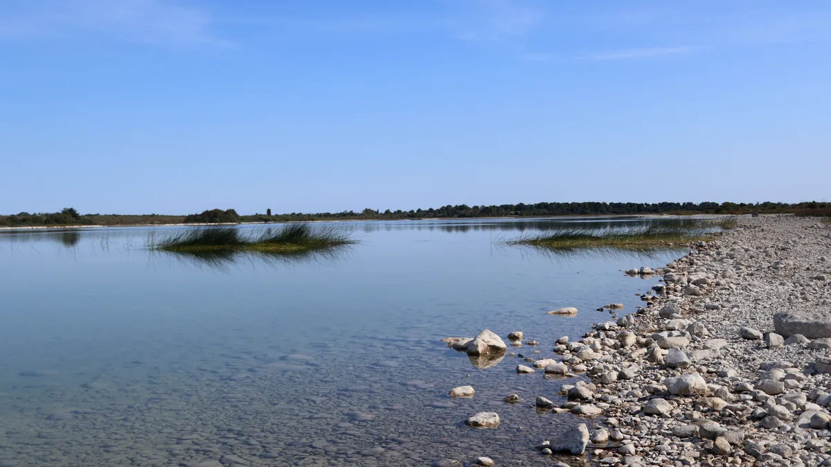 Calm Lough Bunny in the Burren, Co. Clare, with clumps of reeds in clear water, a pale limestone shore and trees on the far side